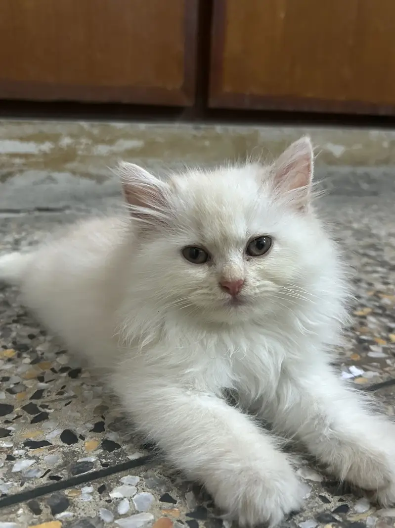 Persian kitten semi punch face — photo 7