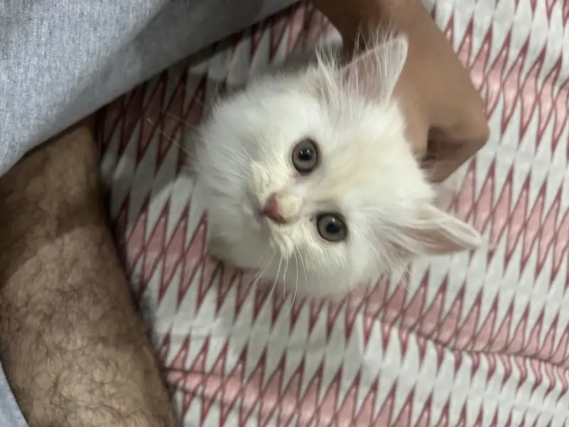 Persian kitten semi punch face — photo 8