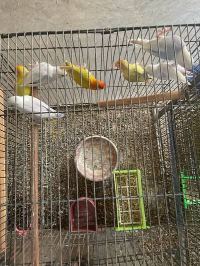 Love birds