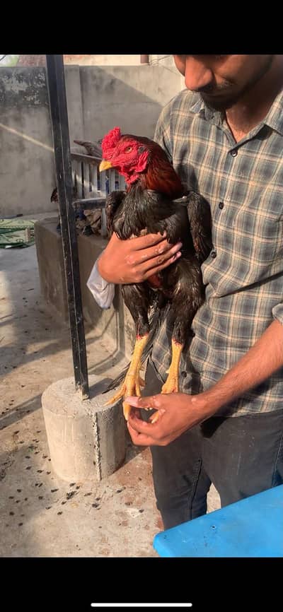 lassani and mainwali pure birds