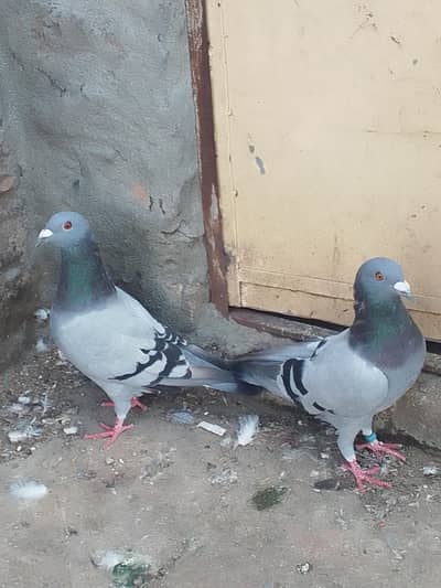 Qasid pair top quality . and fancy female