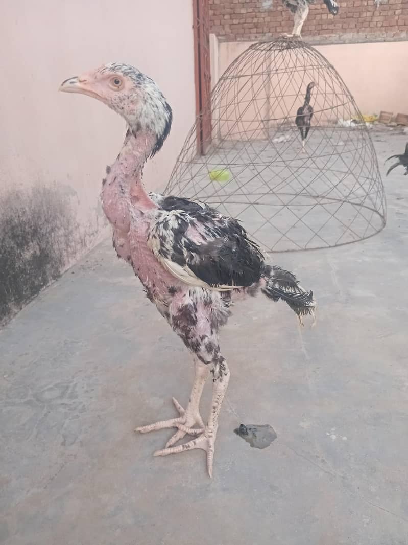 Sindhi Aseel 1