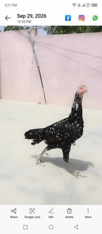 selling aseel china pair
