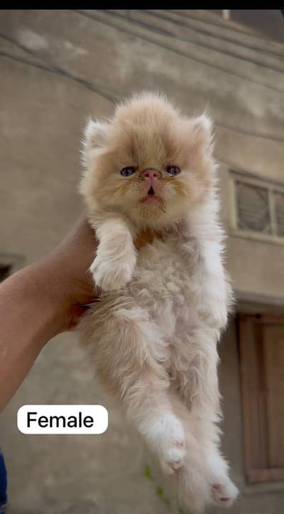 Piki Face Kitten
