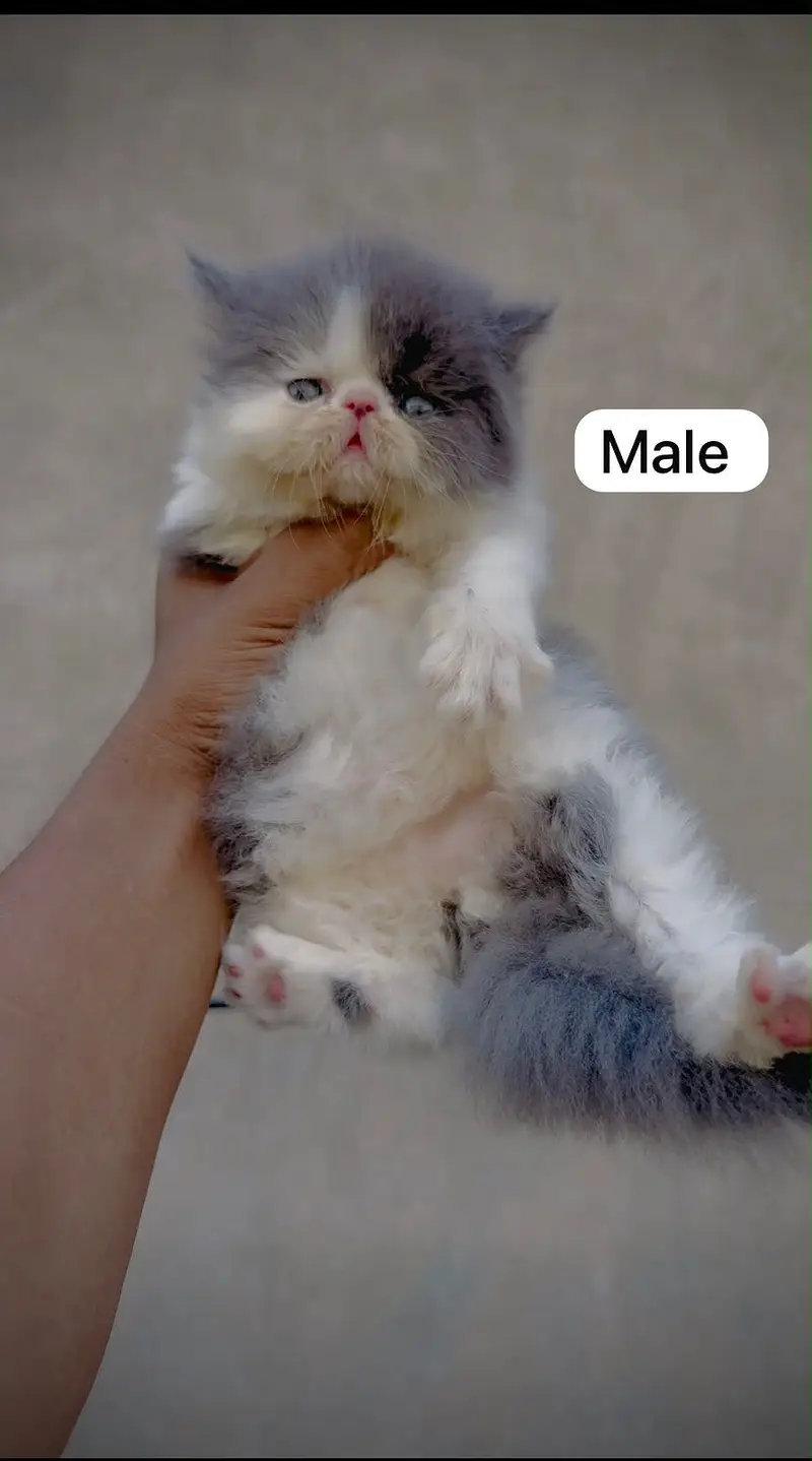 Piki peke Face Kitten — photo 2