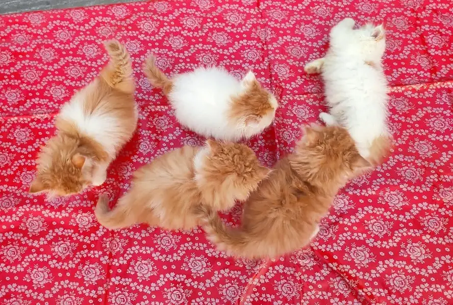 Persian kittens | triple coat | fluffy | 0320//56065//57 — photo 4