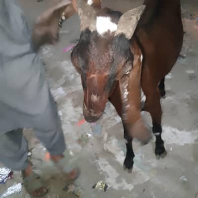 4 dant  ha 03074560115 call me nagra