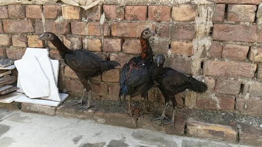 Black Dragon Chicken  Rare Black Breed | Black Meat Chicken