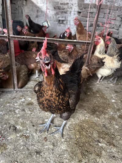 Desi Golden Misri anday deny wali hens/ Desi eggs also available