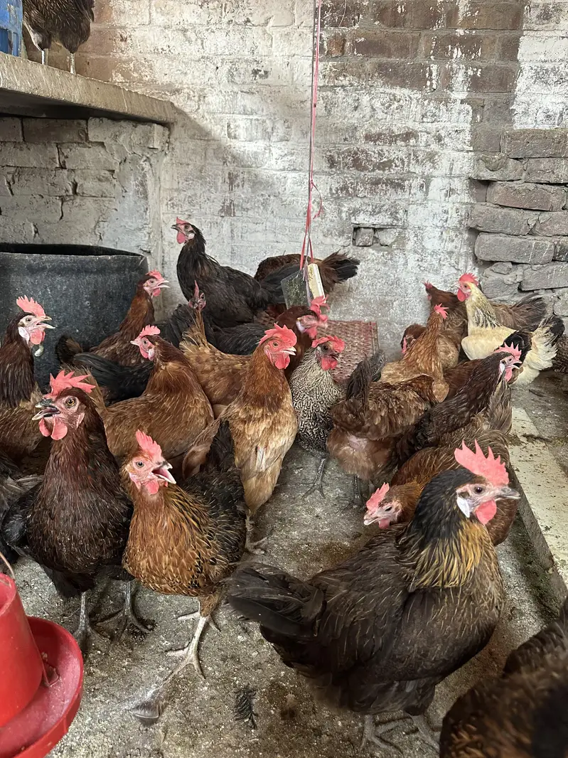 Desi Golden Misri anday deny wali hens/ Desi eggs also available — photo 2