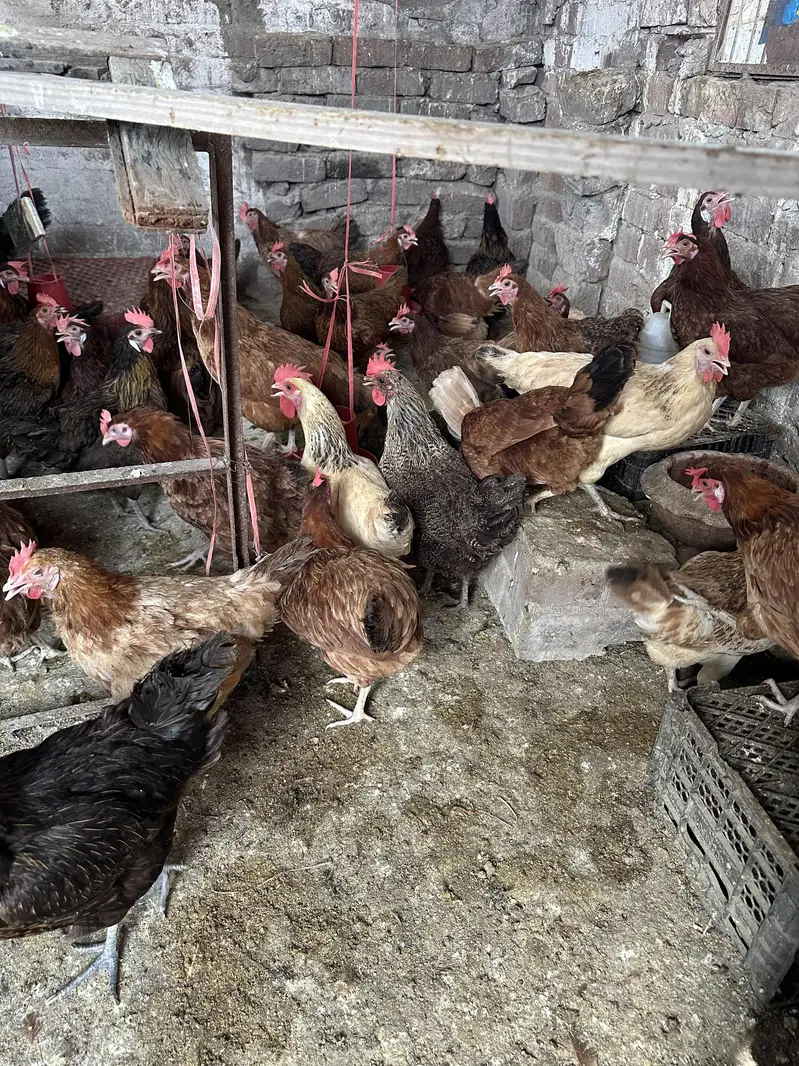 Desi Golden Misri anday deny wali hens/ Desi eggs also available — photo 4