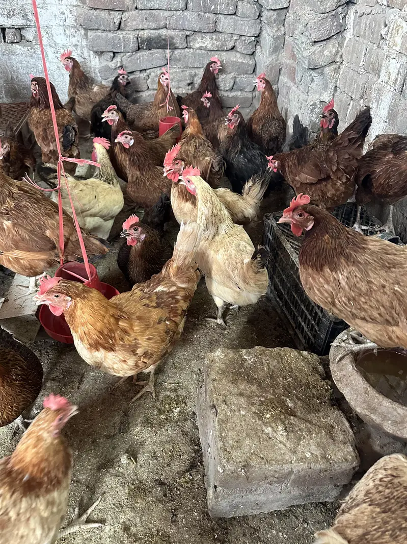 Desi Golden Misri anday deny wali hens/ Desi eggs also available — photo 5