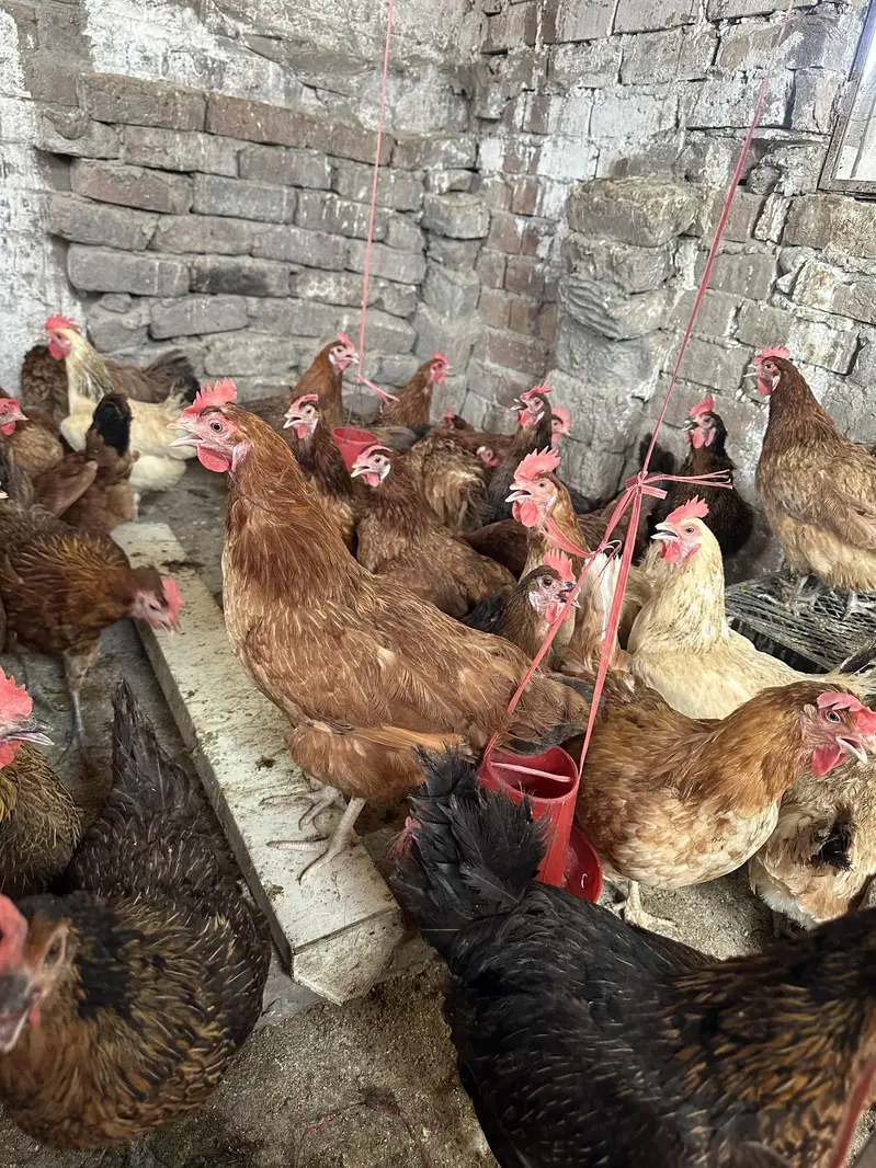 Desi Golden Misri anday deny wali hens/ Desi eggs also available — photo 6