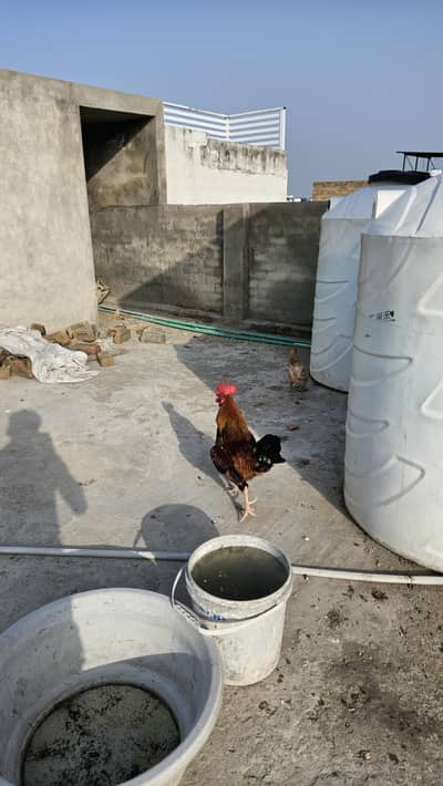 hen for sale
