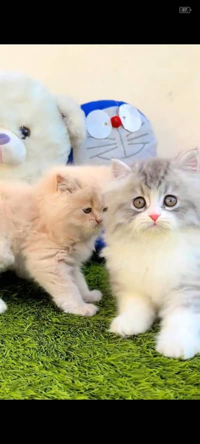 Persian kittens whatp ///0320 ///5606557///