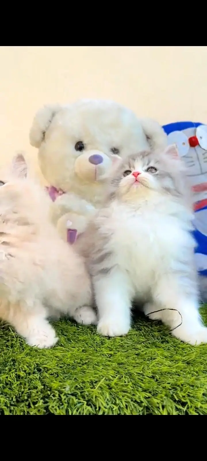 Persian kittens | triple coat | fluffy | 0320//56065//57 — photo 3