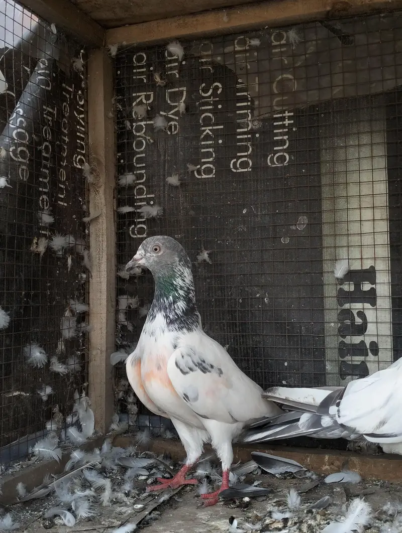 Breeder pairs  Teddy golden saleta kamakar kasuri — photo 4