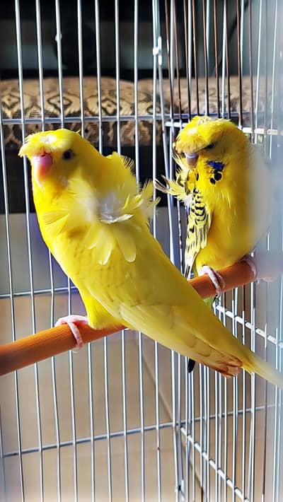 Lutino x Tcb Hogoromo pair