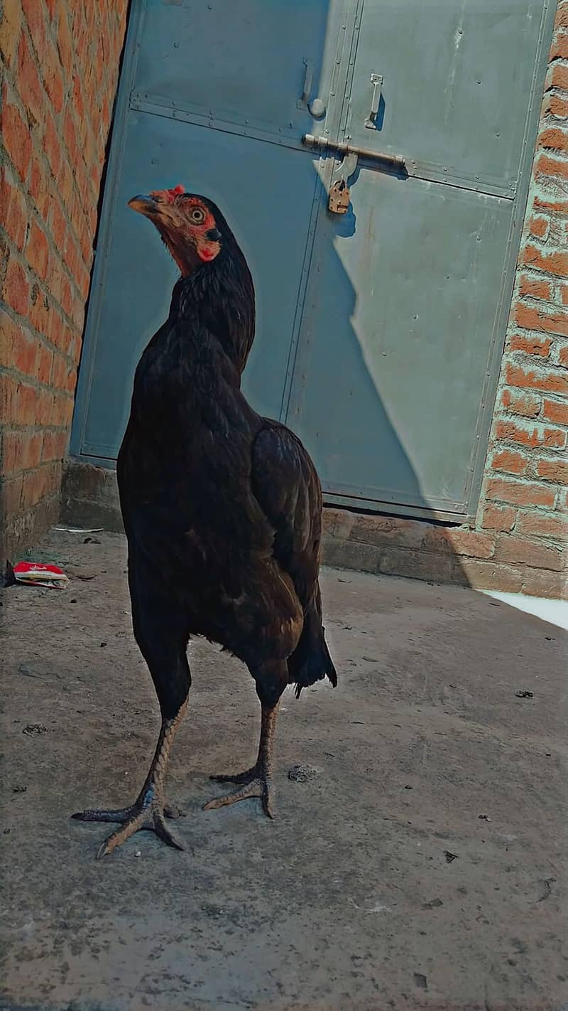 Pakistan 0