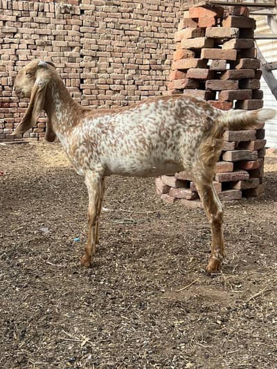 Makhi cheeni+ tedi goats for sale