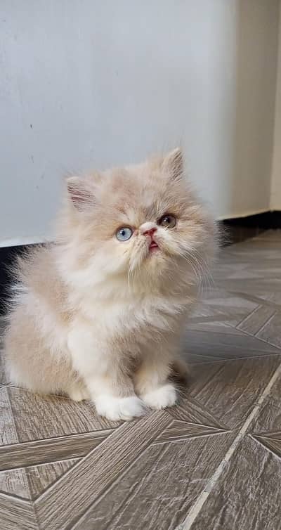 high quality peki female kitten odd eyes