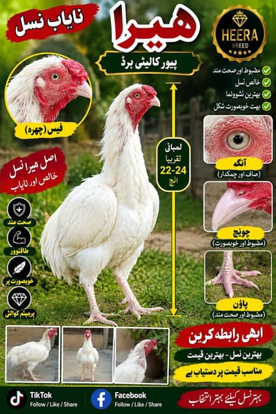 Heera breeder