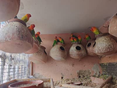 loved Birds Colony full sale