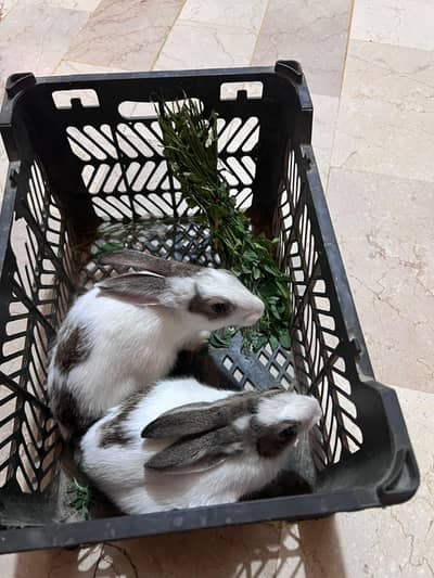 Rabbits