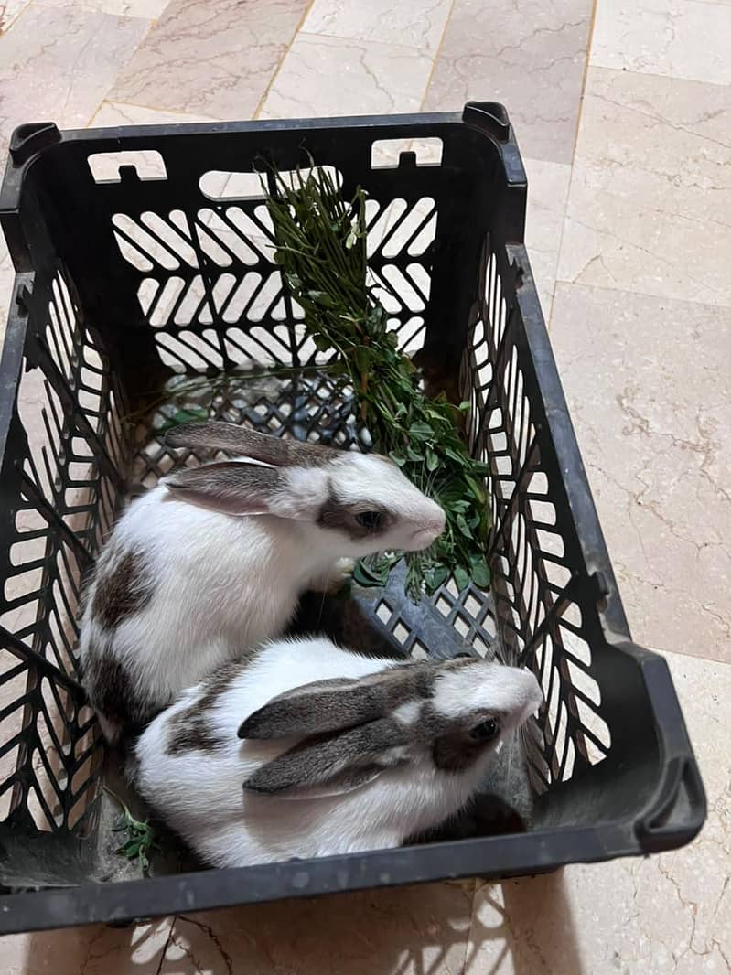 Rabbits 0