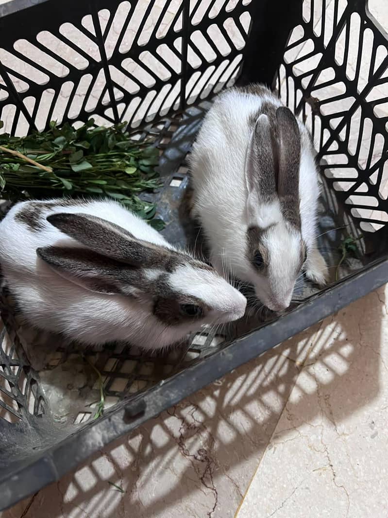 Rabbits 1