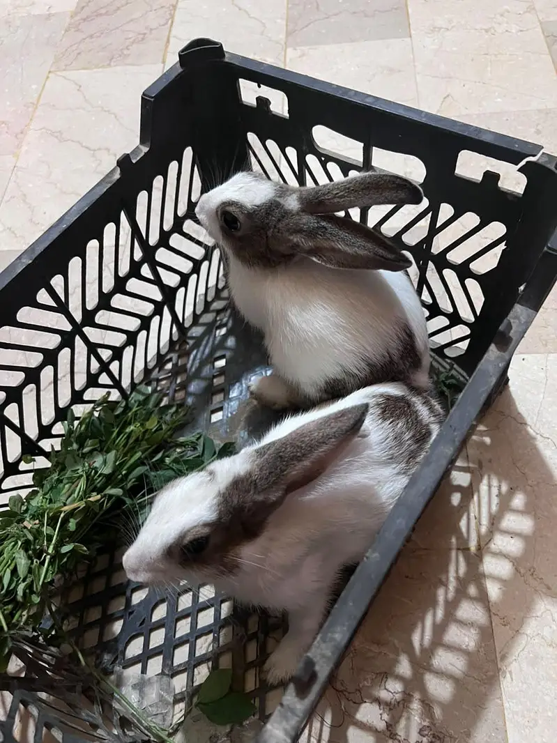 Rabbits — photo 3