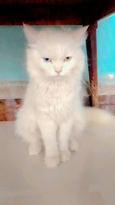 Cat for sell