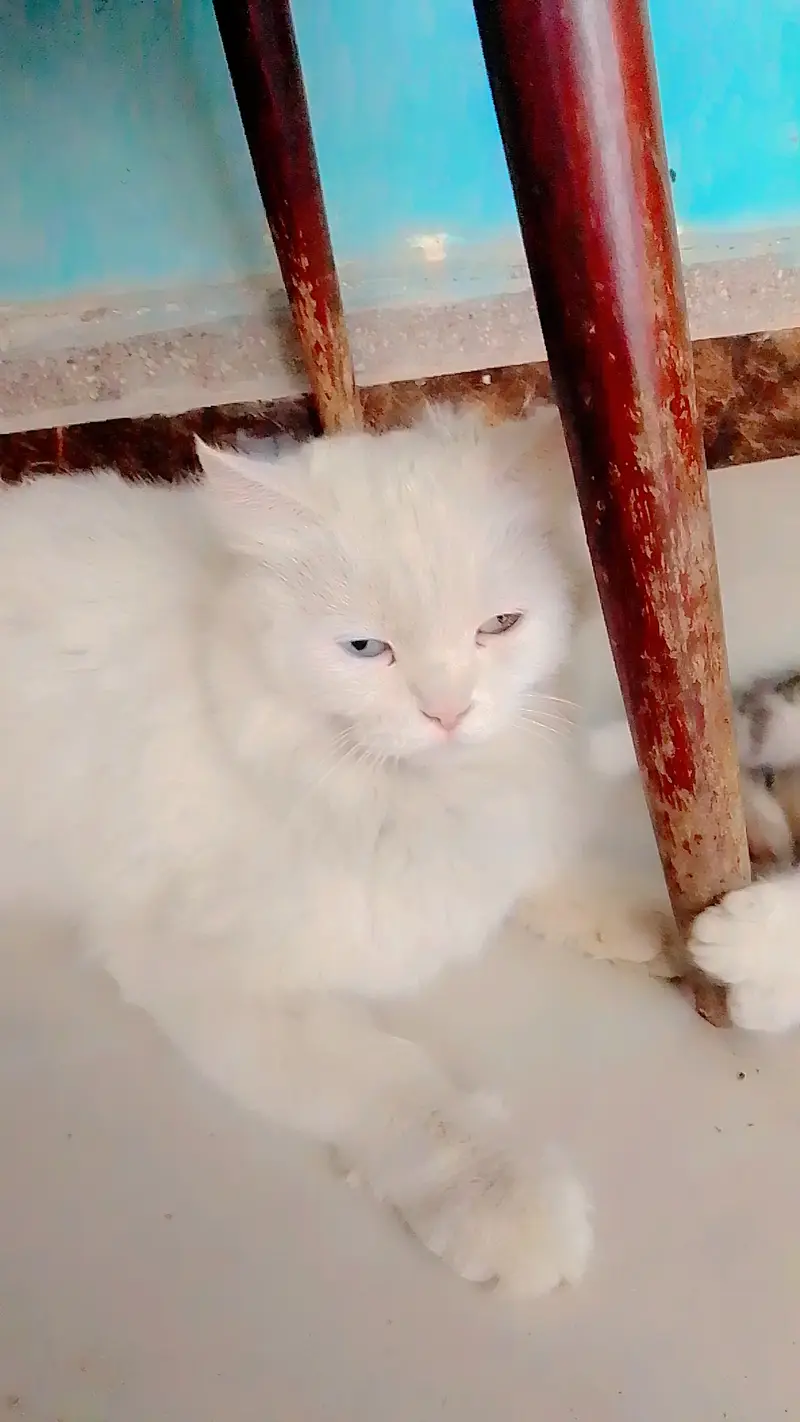 Cat for sell — photo 2