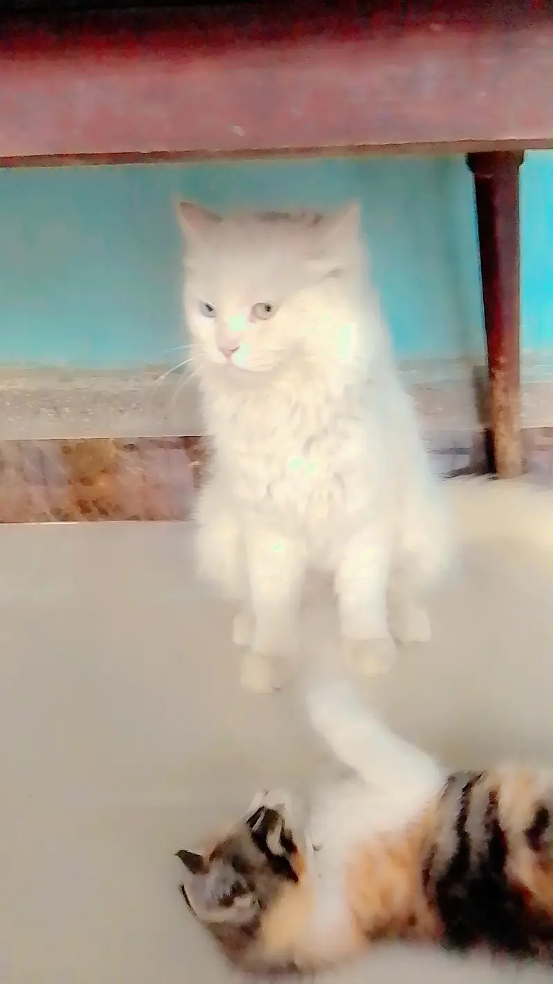 Cat for sell — photo 3