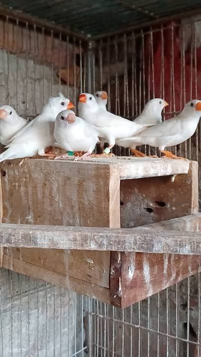 Finches sale 30 piece mutation