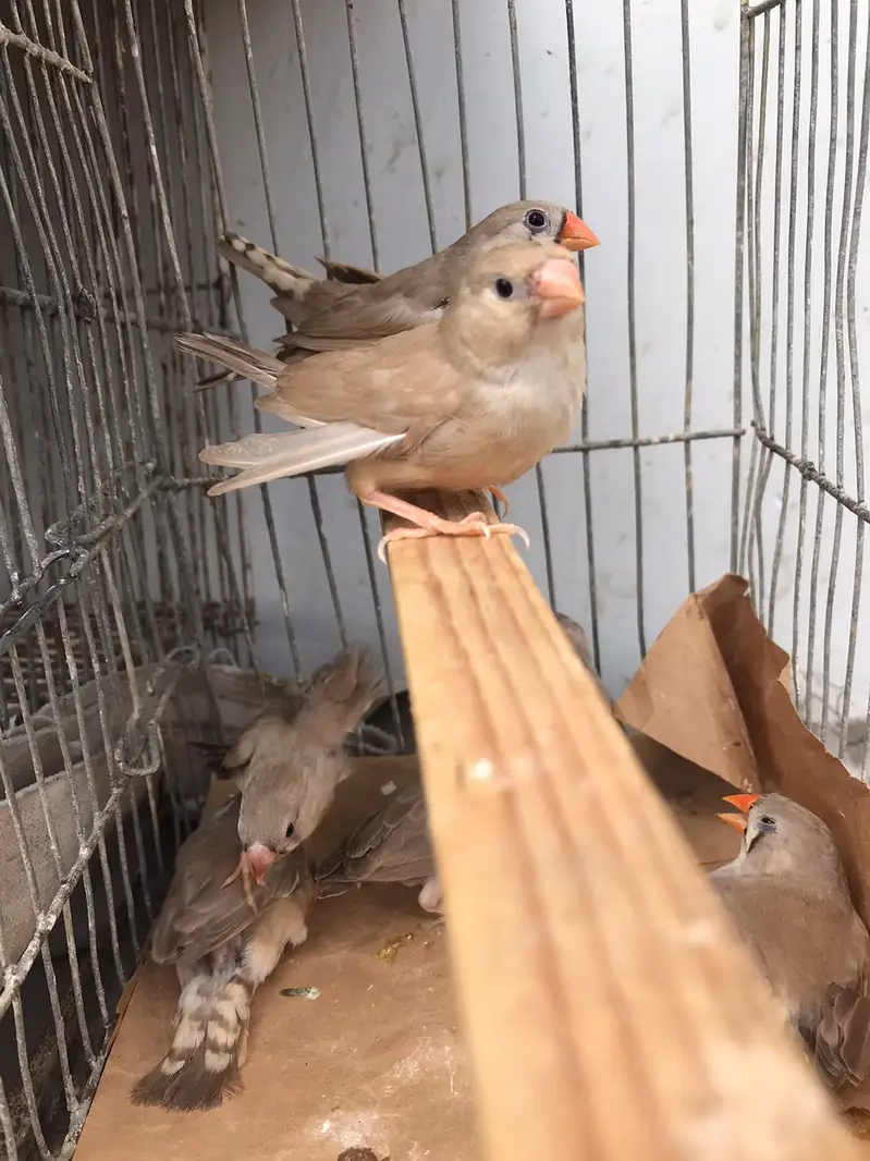 Finches sale 30 piece mutation — photo 5
