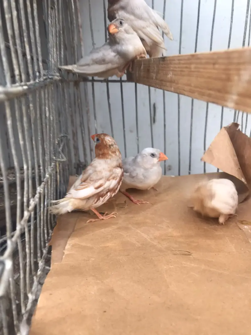 Finches sale 30 piece mutation — photo 7