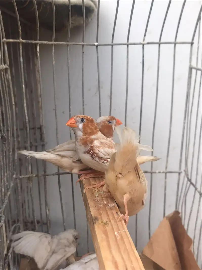 Finches sale 30 piece mutation — photo 8