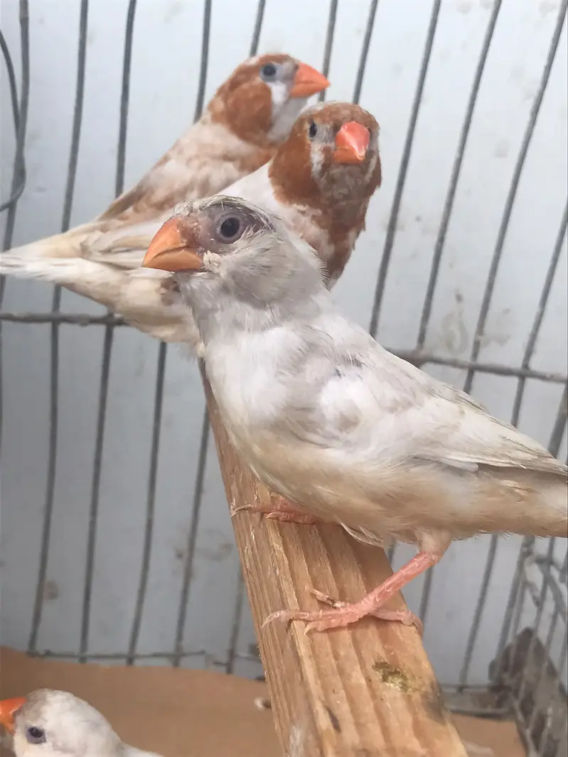 Finches sale 30 piece mutation — photo 9