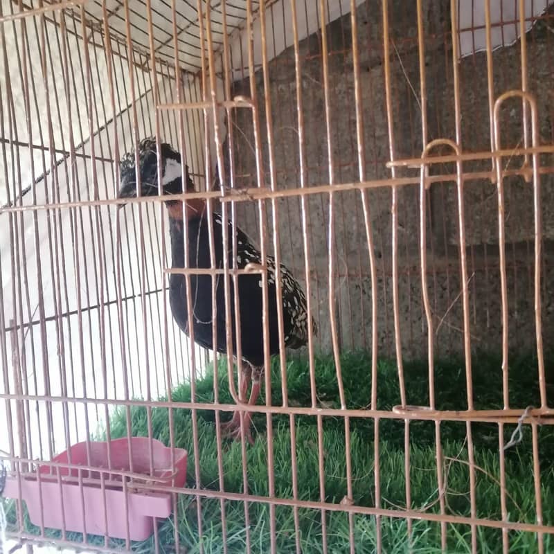 Black Teetar 3