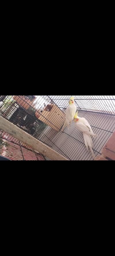 cream,cream v pide ,eno v pide ,grey cocktail  undersize budgie female