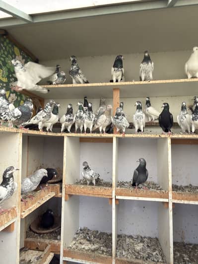 All Breeds Available