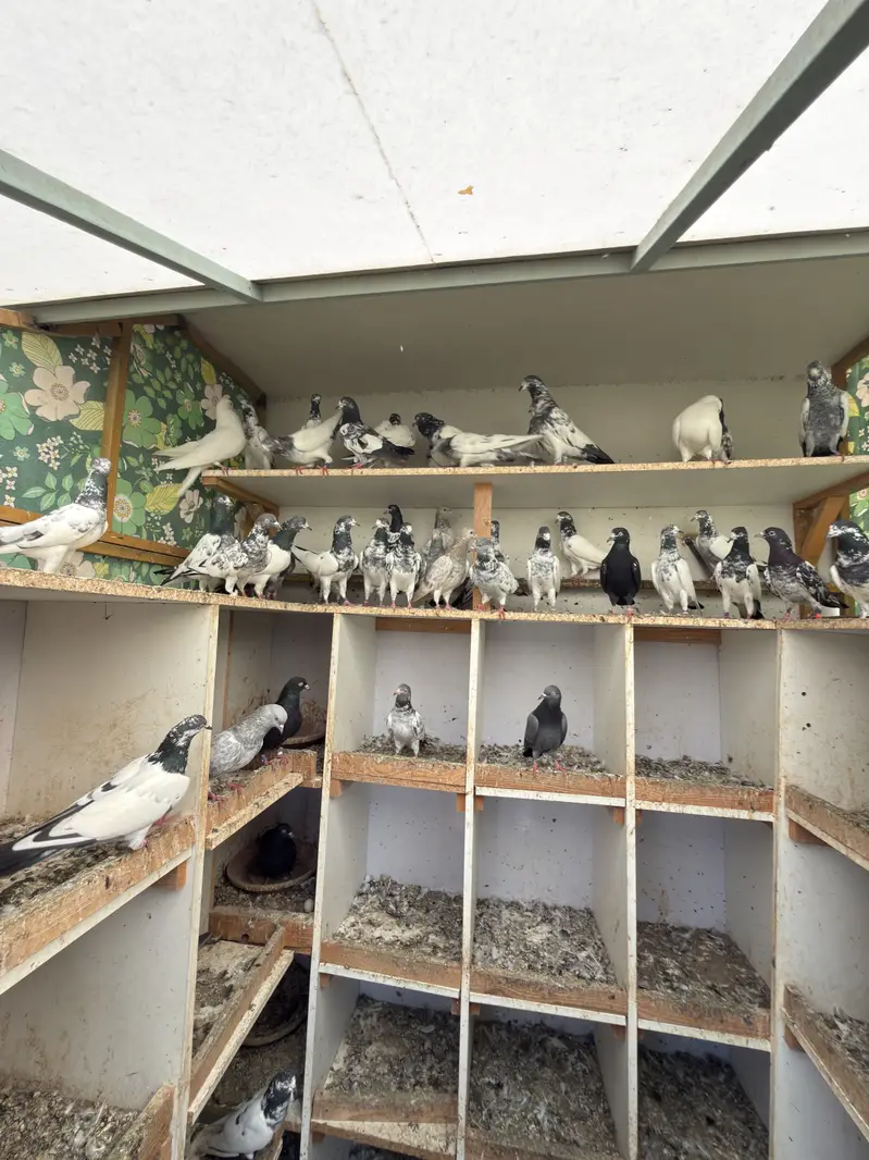 PIGEONS For SALE — photo 2