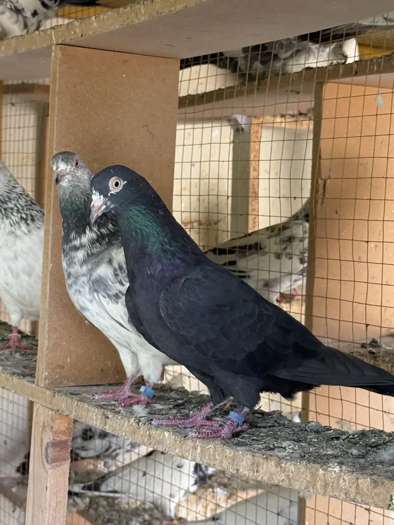 PIGEONS For SALE — photo 3