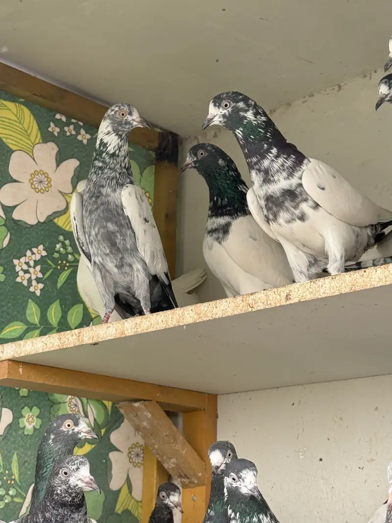 PIGEONS For SALE — photo 4