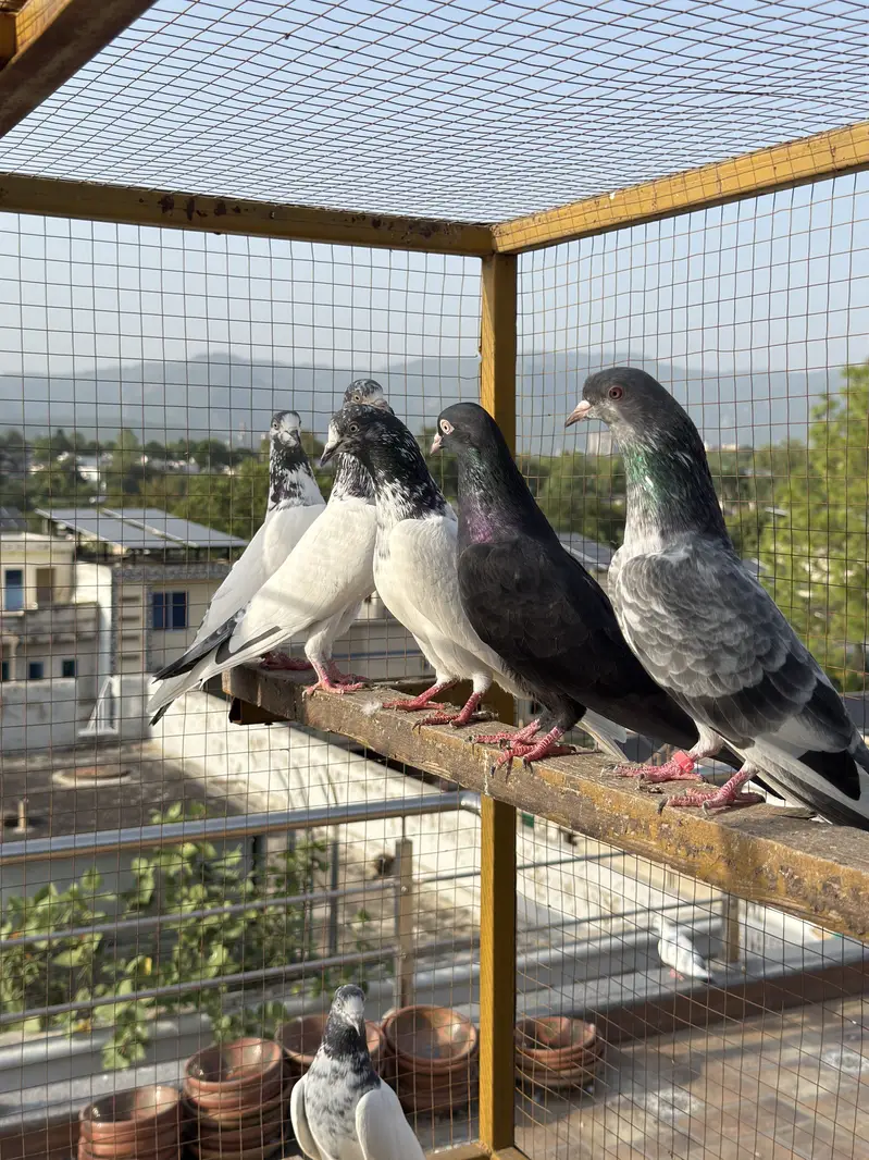 PIGEONS For SALE — photo 5