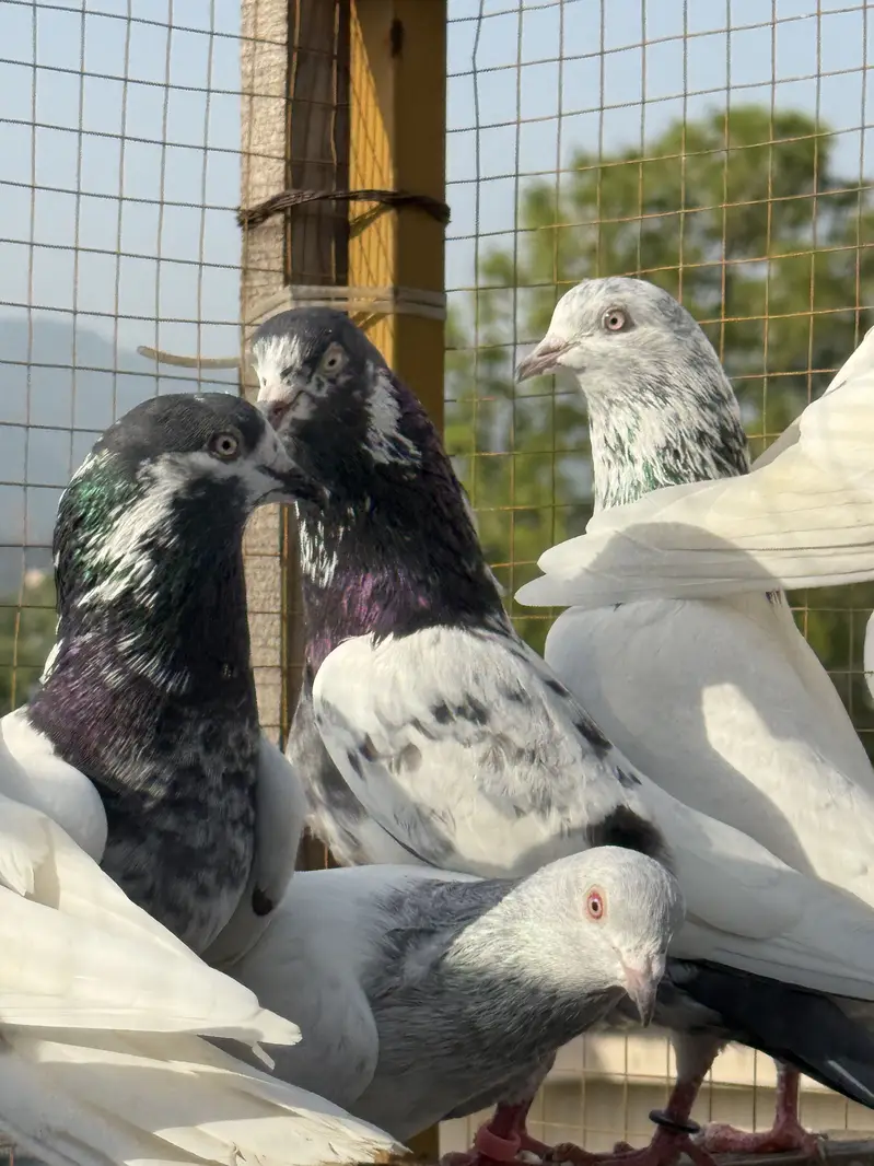PIGEONS For SALE — photo 6