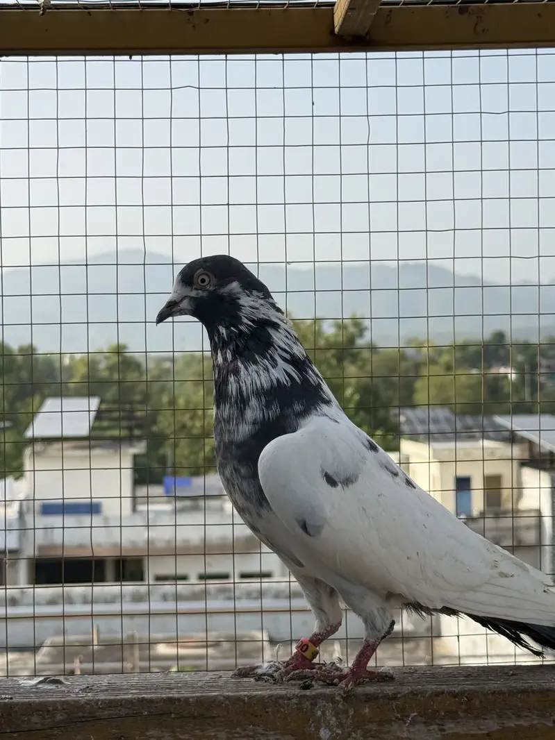 PIGEONS For SALE — photo 7