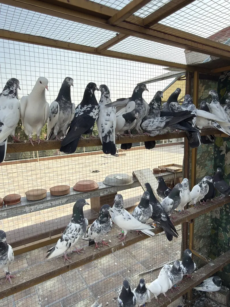 PIGEONS For SALE — photo 9