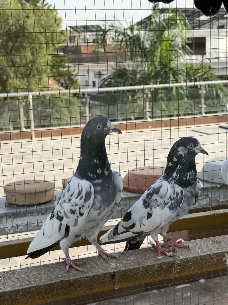 PIGEONS For SALE — photo 10